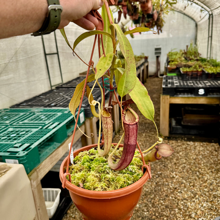Tropical Pitcher, Nepenthes 'spectabilis x mirabilis var globosa', BE-3909 by Nepenthes