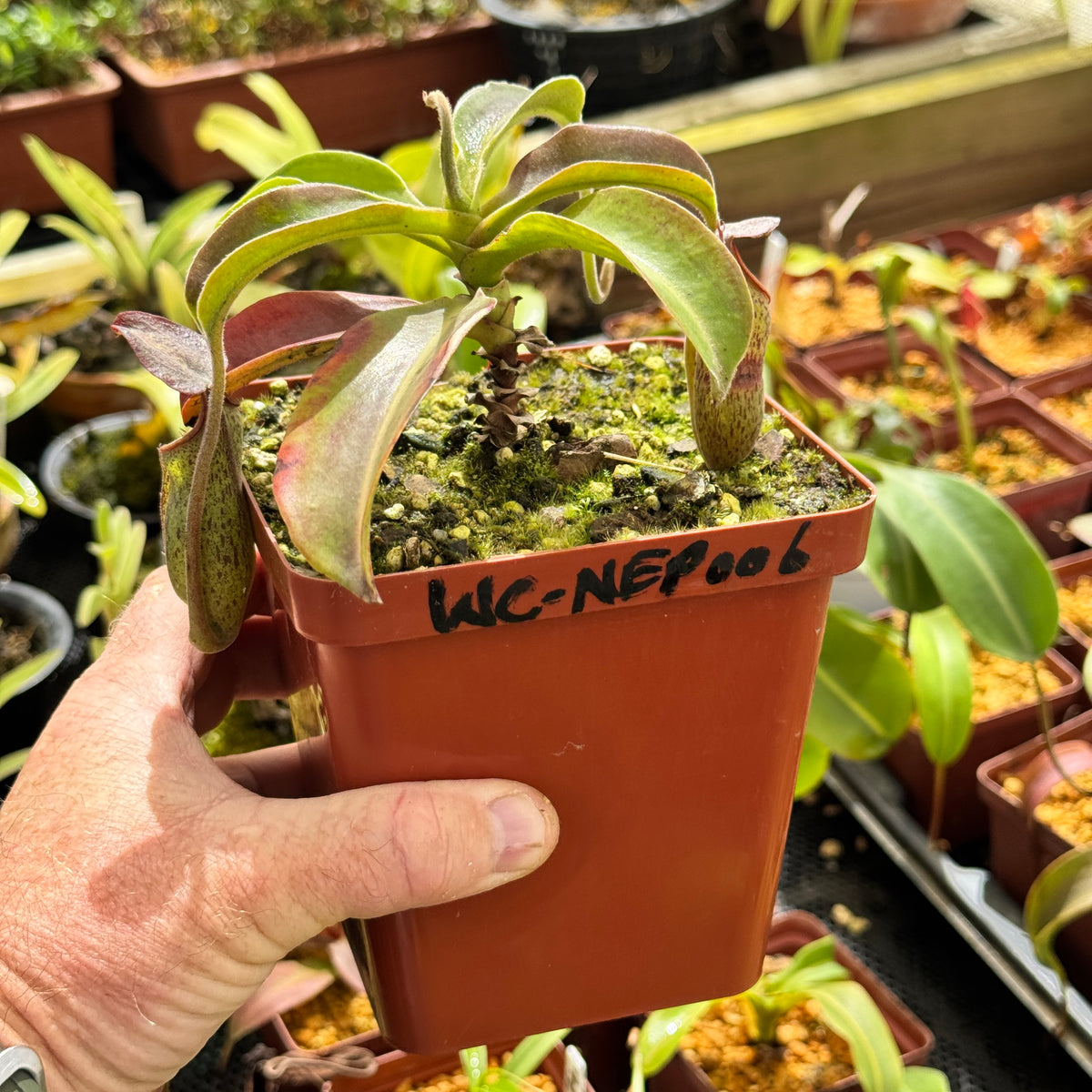 Tropical Pitcher, Nepenthes 'rokko x gentle,’ hybrid #1 by Nepenthes