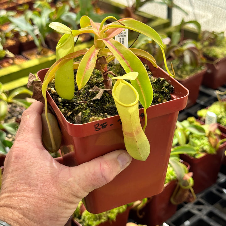 Tropical Pitcher, Nepenthes 'burkei x reinwardtiana,' BE-3849 by Nepenthes