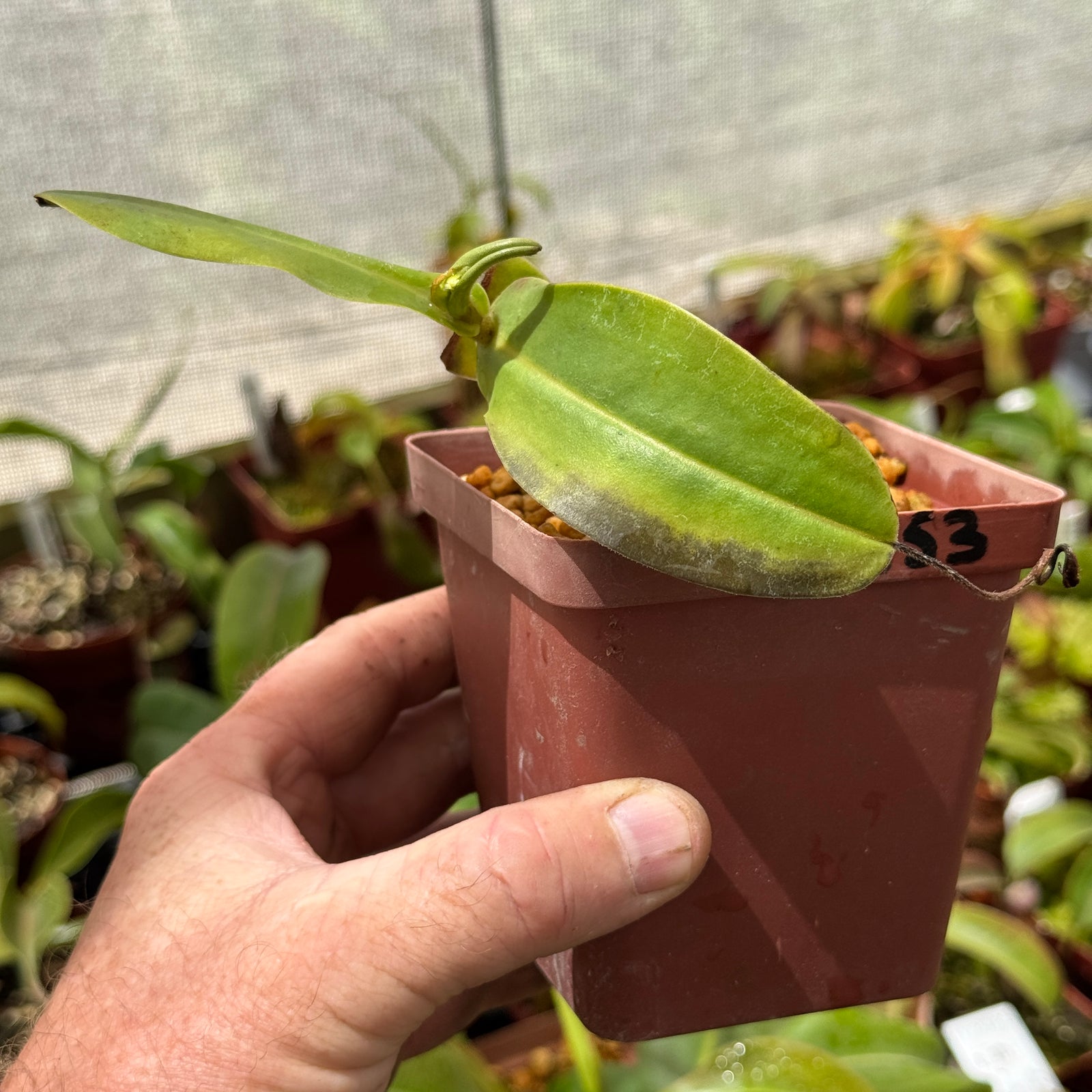Tropical Pitcher, Nepenthes 'glandulifera x hamata', BE-3953 by Nepenthes