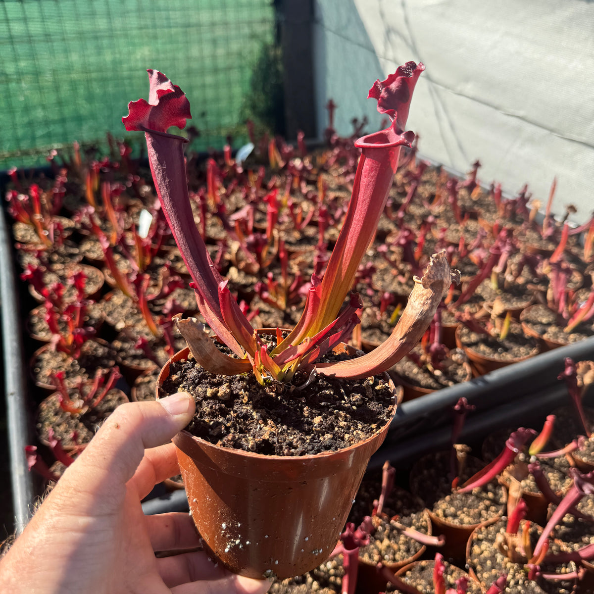 Trumpet Pitcher, Sarracenia &#39;Hybrid 01 x Camisole #2.&#39; Special Import.