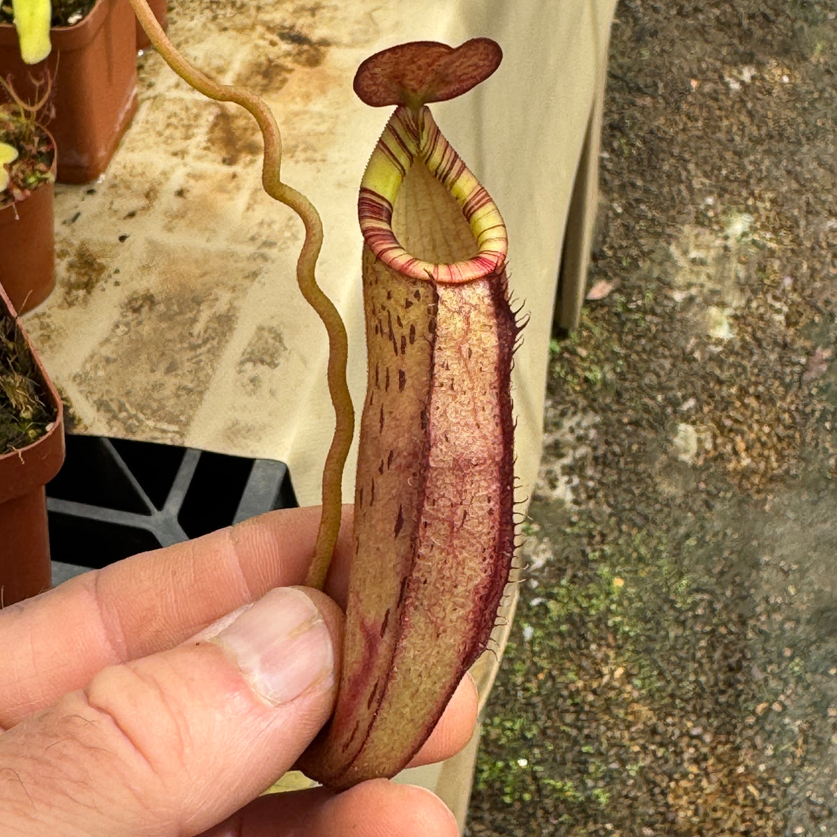 Tropical Pitcher, Nepenthes 'spectabilis x mirabilis var globosa', BE-3909 by Nepenthes