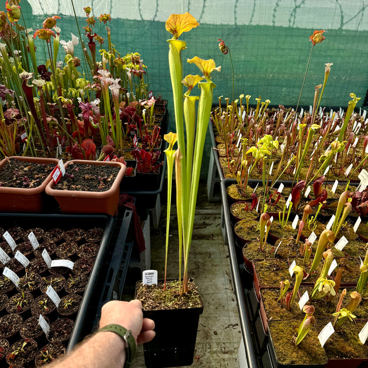 Trumpet Pitcher, Sarracenia flava var. cuprea by Sarracenia
