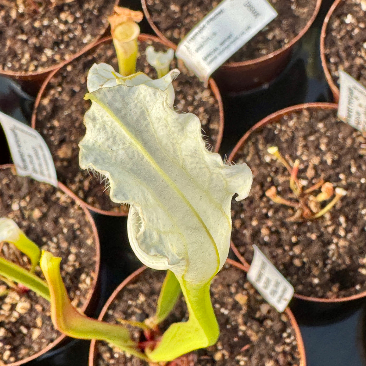 Trumpet Pitcher, Sarracenia 'Alba DFL08.' Special Import. - - Carnivorous Plant