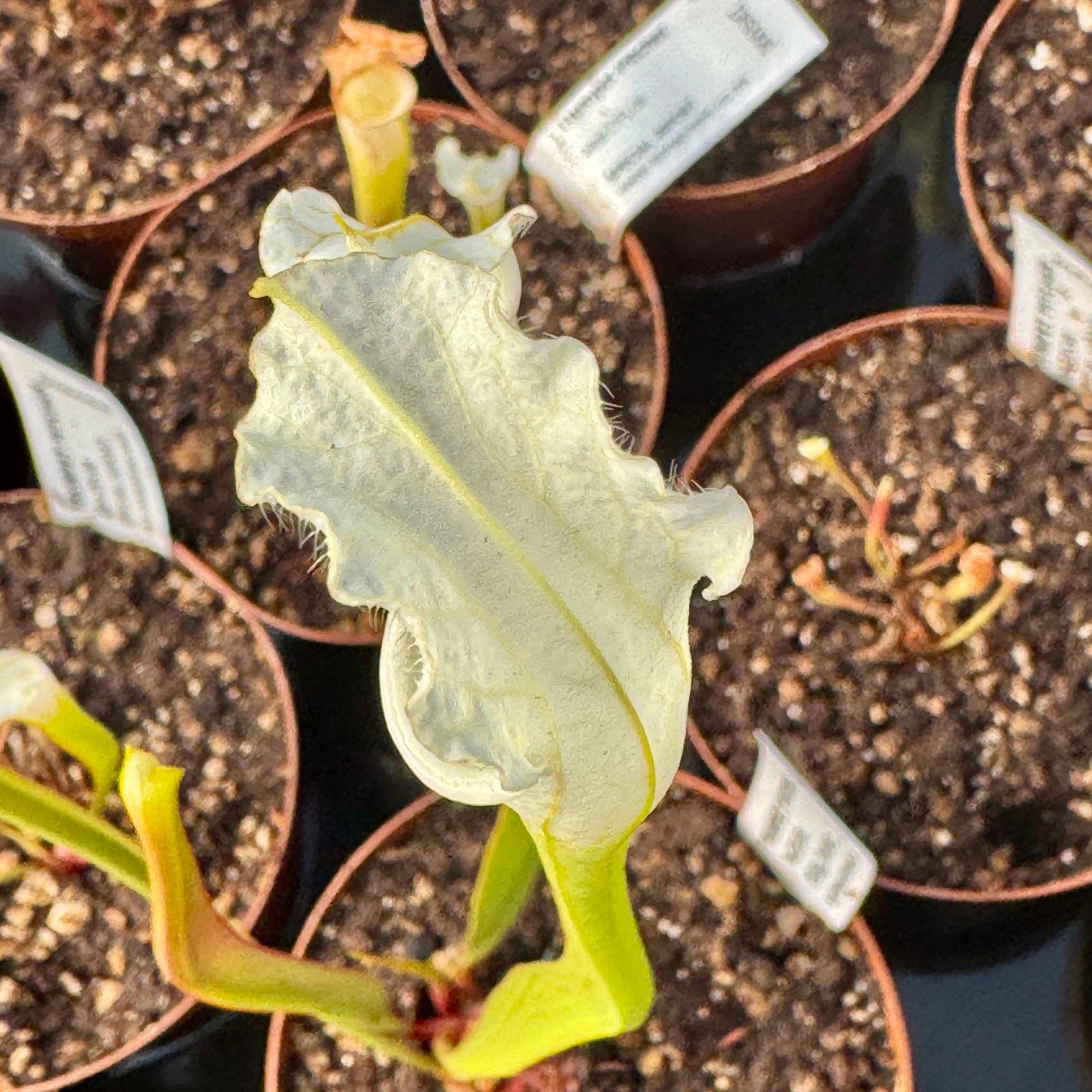 Trumpet Pitcher, Sarracenia 'Alba DFL08.' Special Import. - - Carnivorous Plant