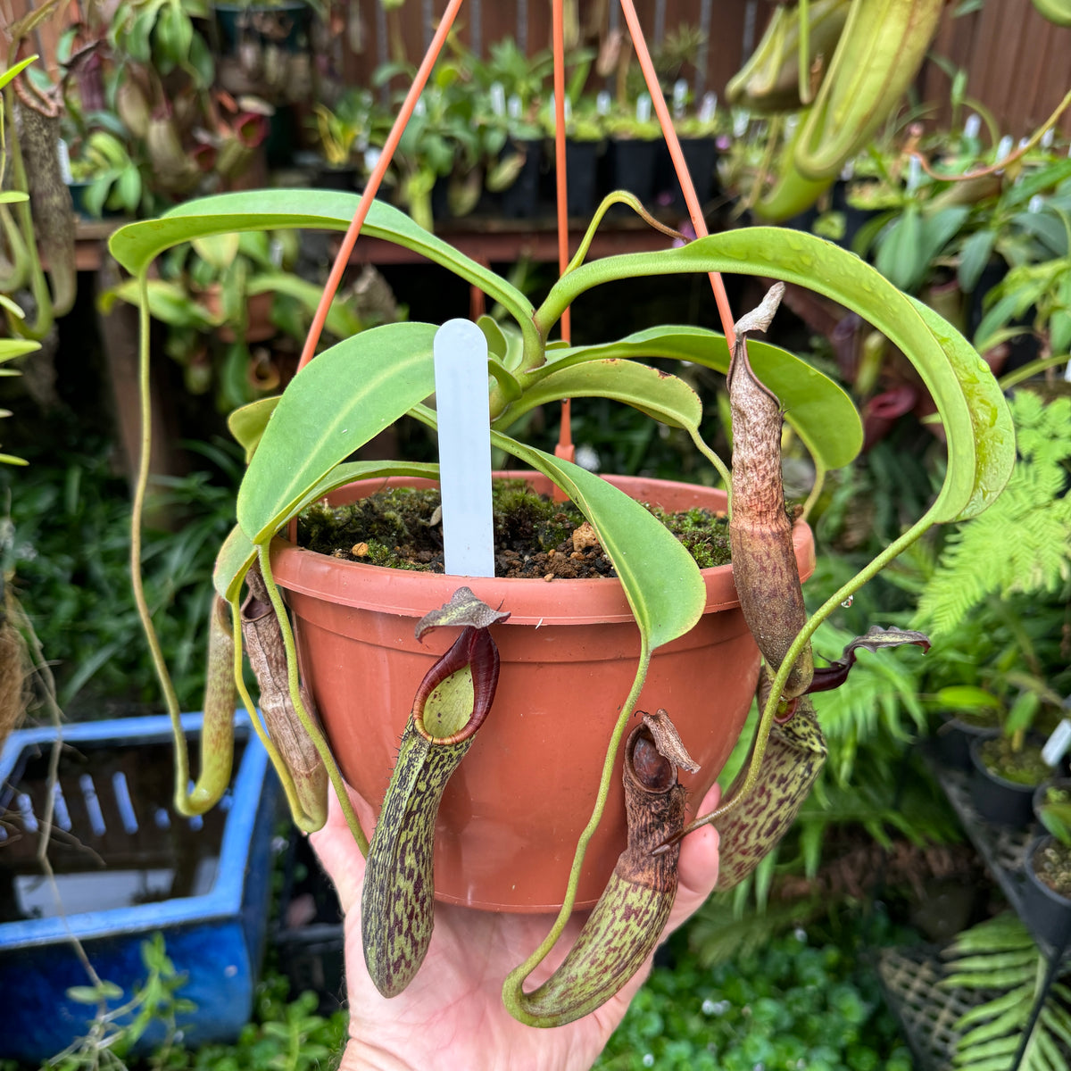 Tropical Pitcher, Nepenthes 'Zakariena,' seed grown. - Older plant in 21cm hanging basket - Carnivorous Plant