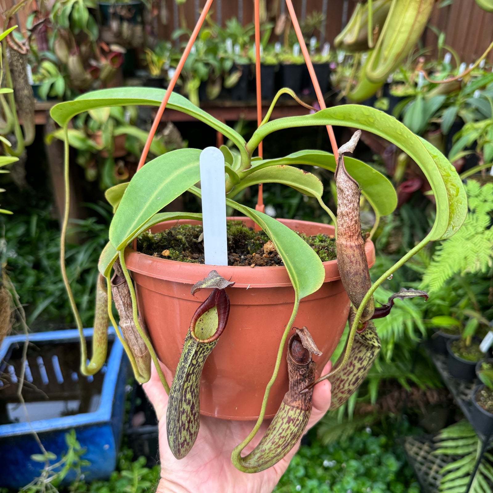 Tropical Pitcher, Nepenthes 'Zakariena,' seed grown. - Older plant in 21cm hanging basket - Carnivorous Plant