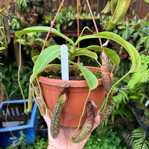 Tropical Pitcher, Nepenthes 'Zakariena' -  Older plant in 21cm hanging basket - Carnivorous Plant