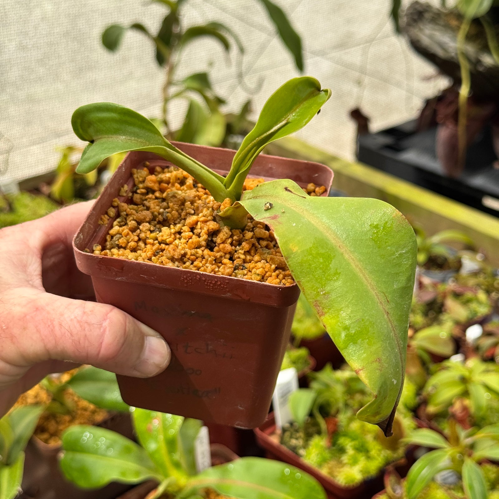 Tropical Pitcher, Nepenthes ‘maxima x veitchii’ by Nepenthes