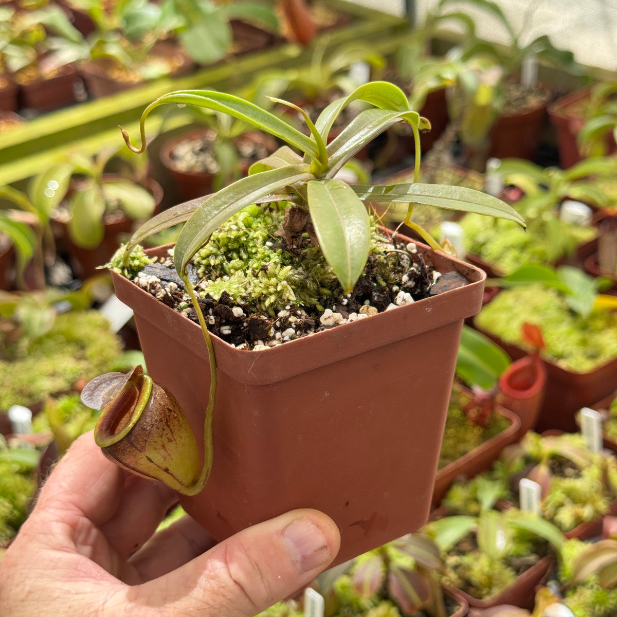 Tropical Pitcher, Nepenthes 'tenius,' seed grown by Nepenthes