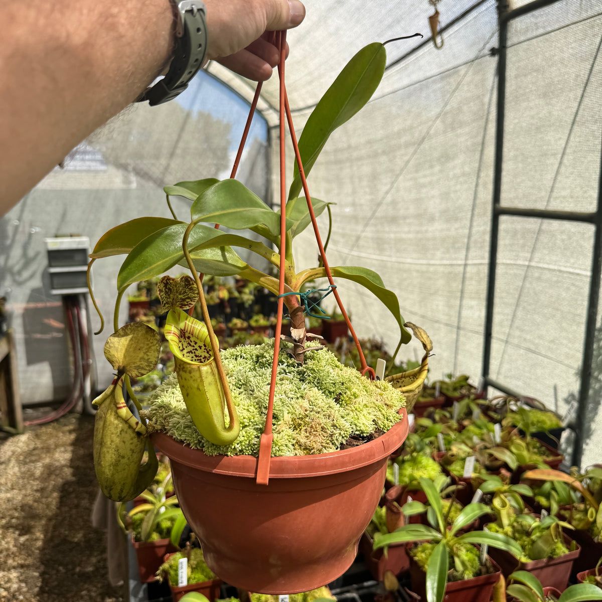 Tropical Pitcher, Nepenthes 'Burbidgeae x Campanulata' by Nepenthes