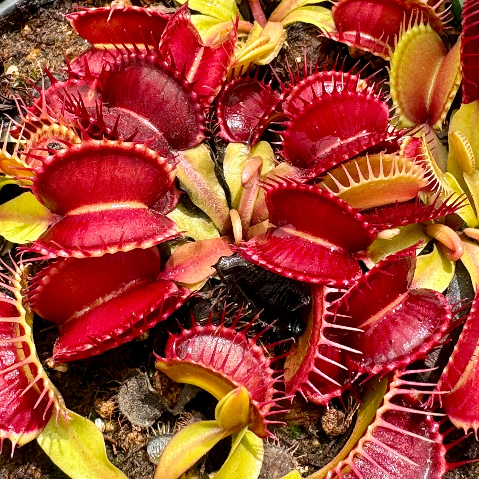 Venus Fly Trap, 'Gargoyle.' Special Import. -   - Carnivorous Plant
