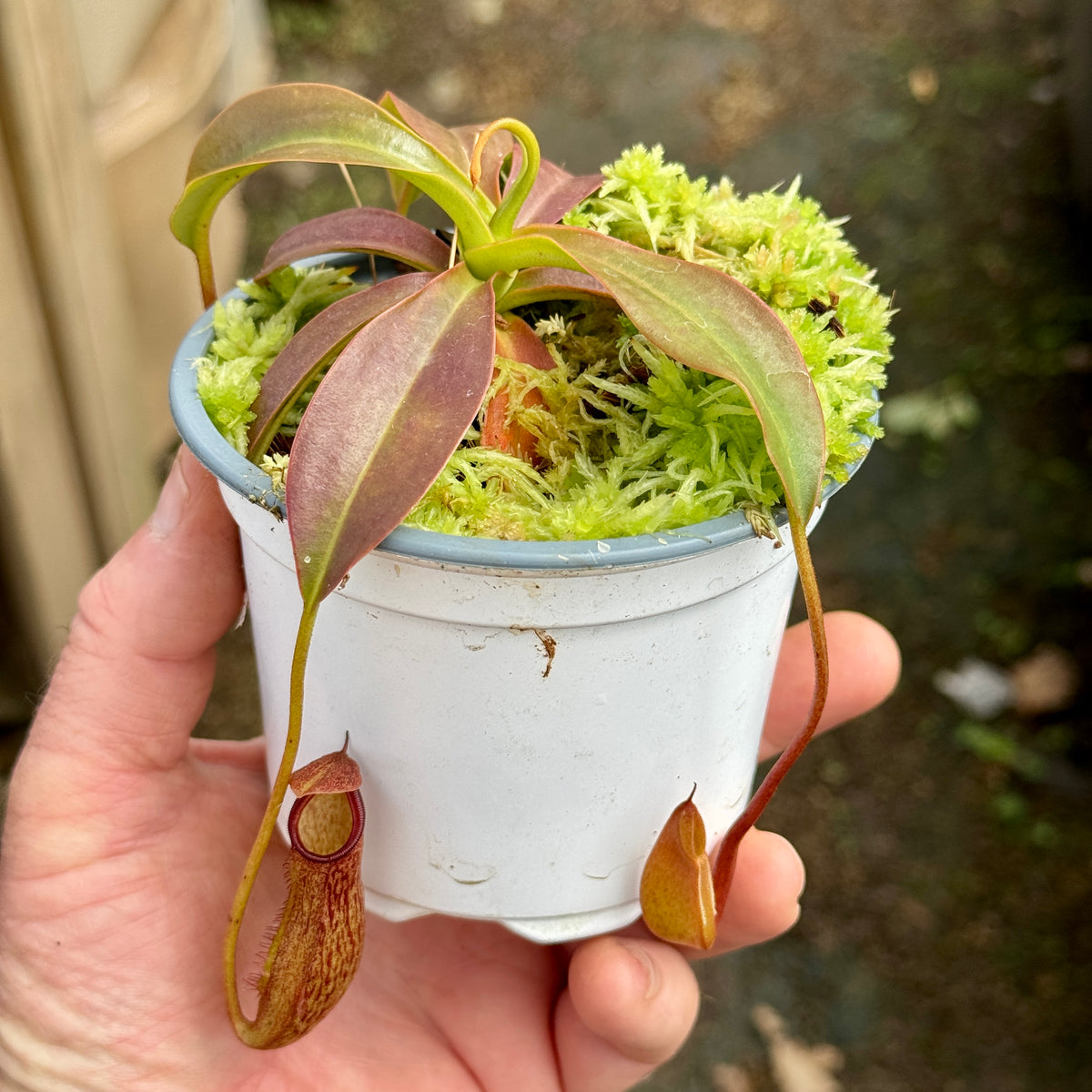 Tropical Pitcher, Nepenthes 'rokko x (ventricosa x sibuyanensis),’ hybrid #3 by Nepenthes