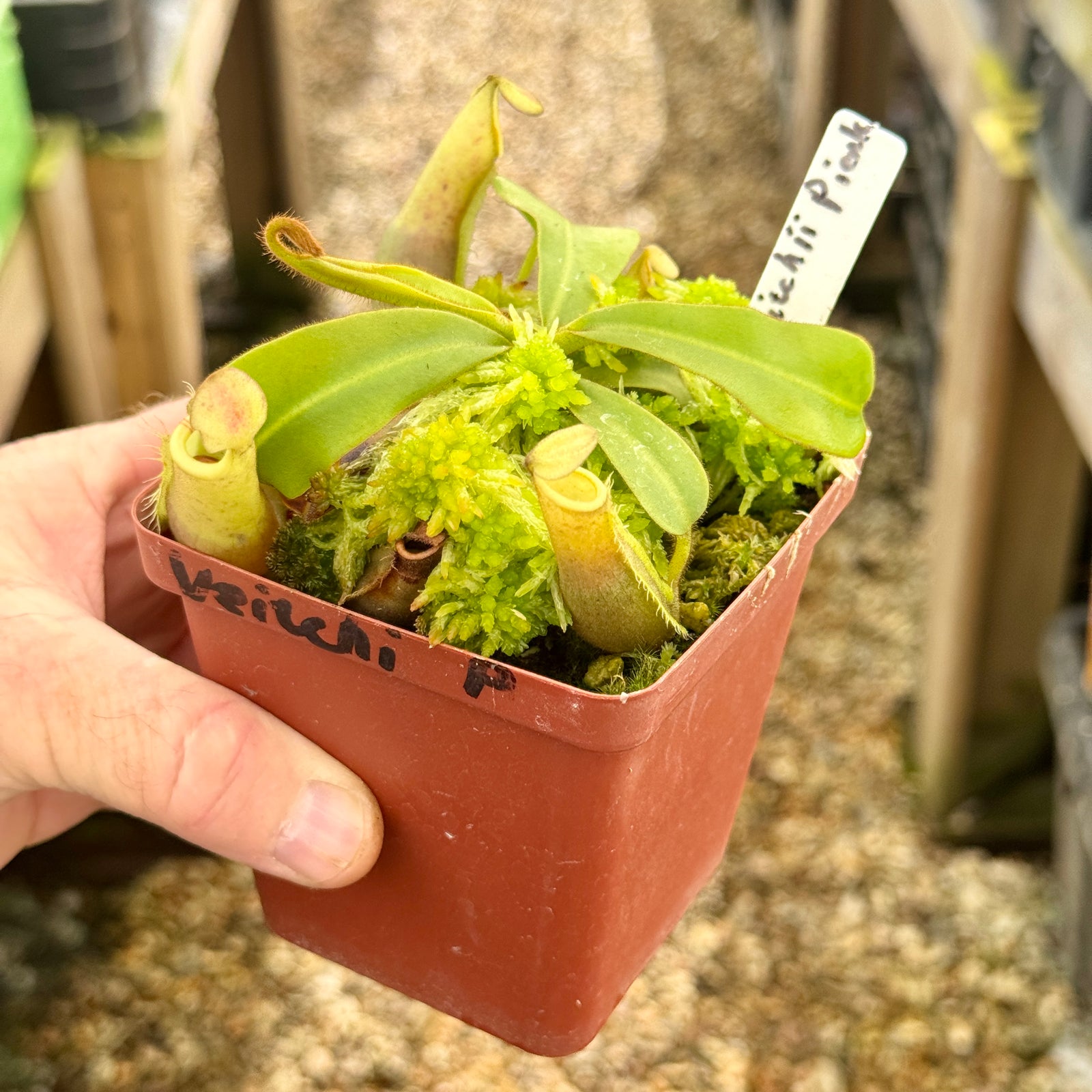 Tropical Pitcher, Nepenthes 'veitchii pink (Pink Lady)' by Nepenthes