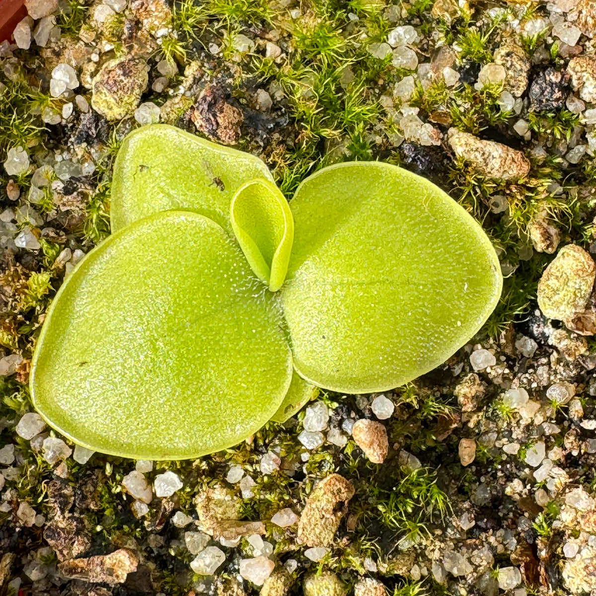 Butterwort, Pinguicula 'Macrophylla.' Special Import by Diflora