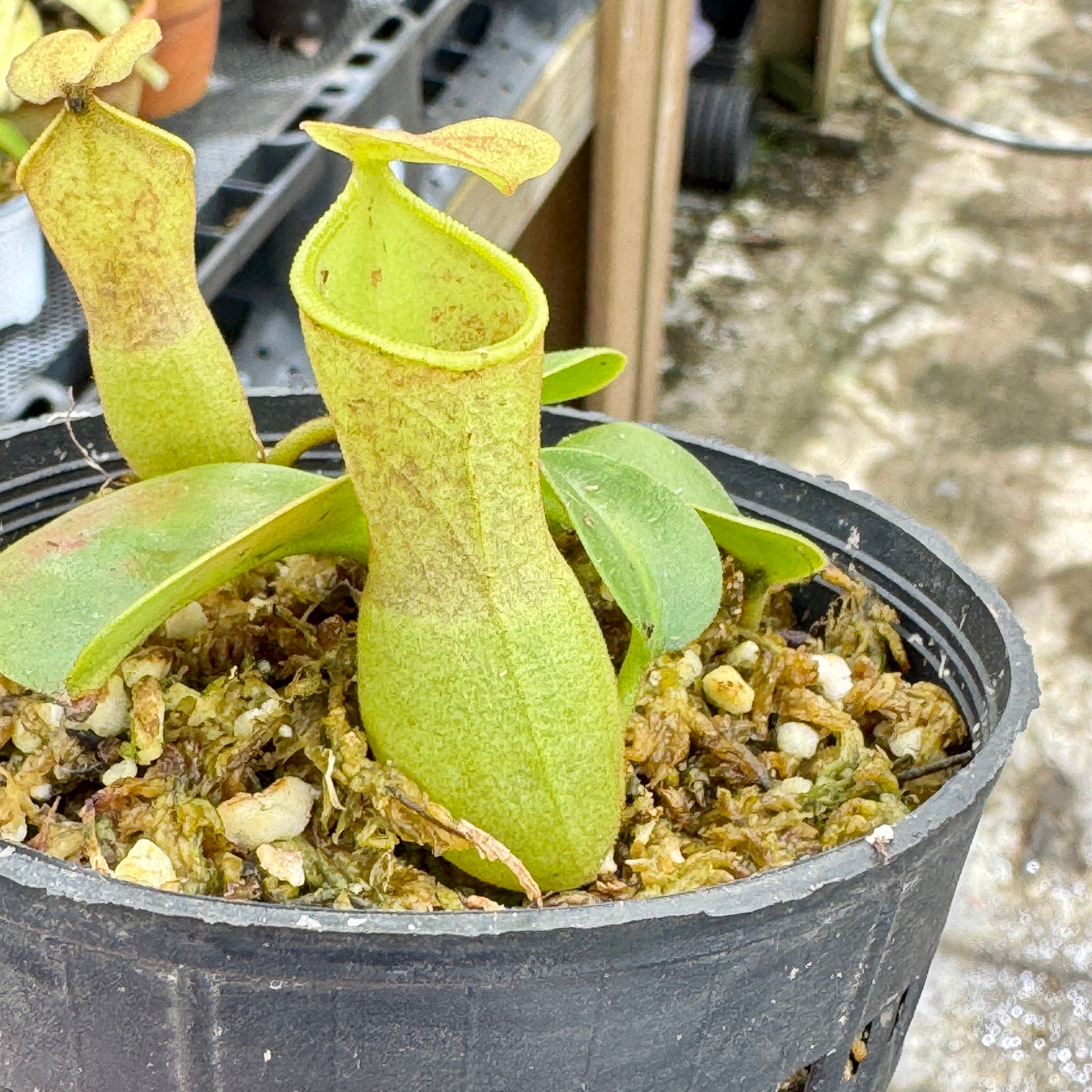 Tropical Pitcher, Nepenthes 'truncata x campanulata,' Exotica Plants. - - Carnivorous Plant
