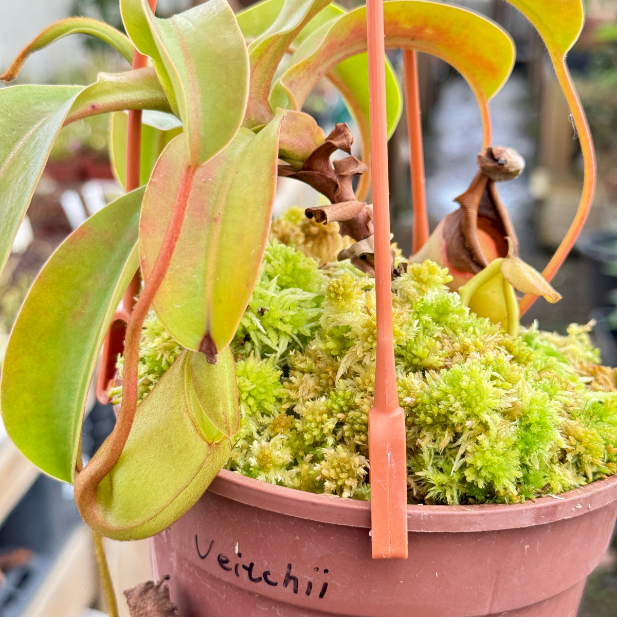 Tropical Pitcher, Nepenthes 'ventricosa red x veitchii.' - - Carnivorous Plant