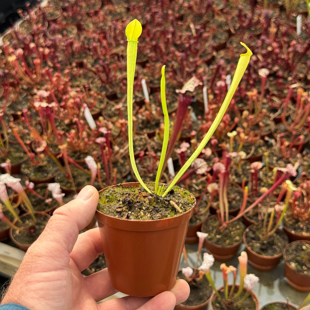Hand holding a small potted carnivorous plant with a background of other plants.