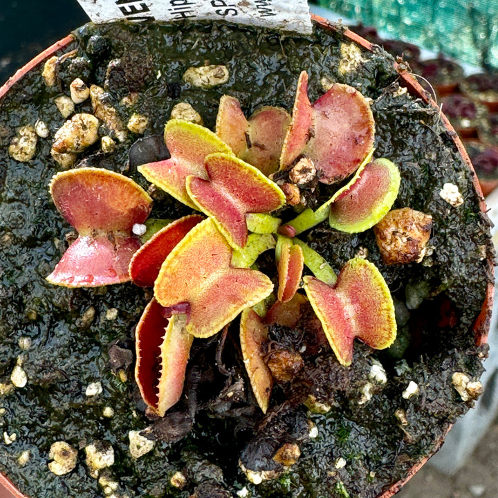 Venus Fly Trap, 'Hypatia.' Special Import. by Venus Fly Trap