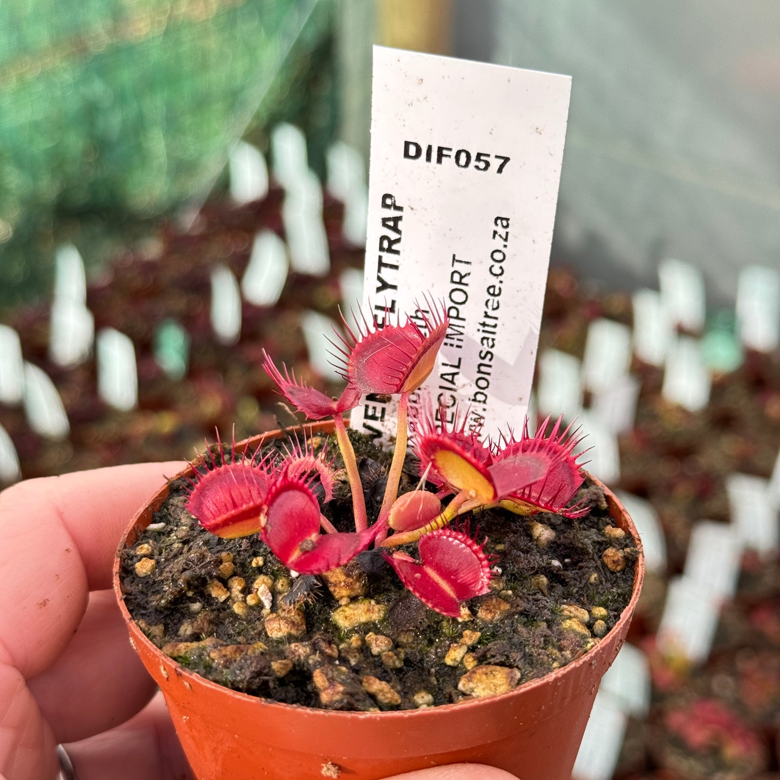 Venus Fly Trap, 'Rabbit Teeth' Special Import. - 2 year old plant. 7.5cm plastic container. - Carnivorous Plant