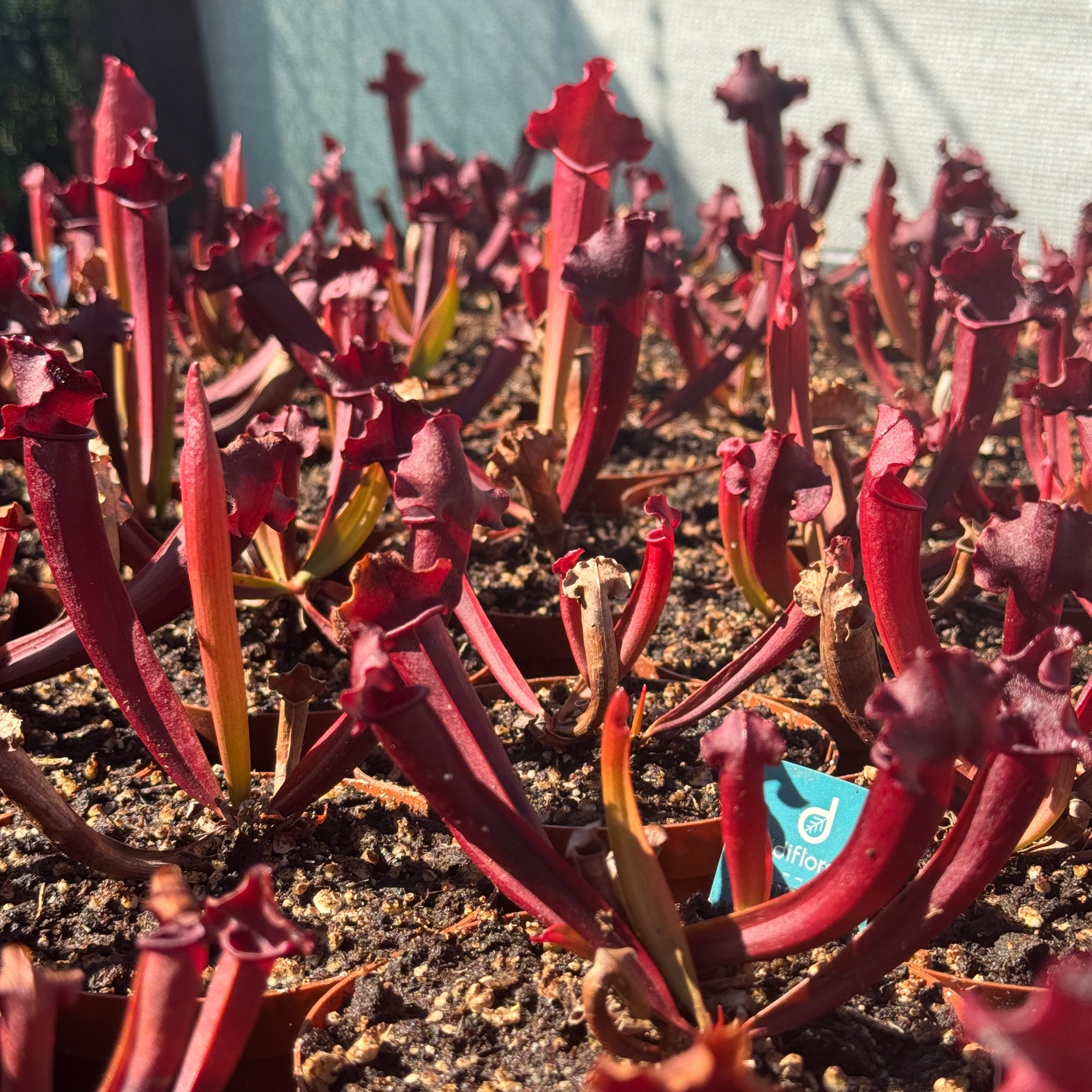 Trumpet Pitcher, Sarracenia 'Hybrid 01 x Camisole #2.' Special Import.