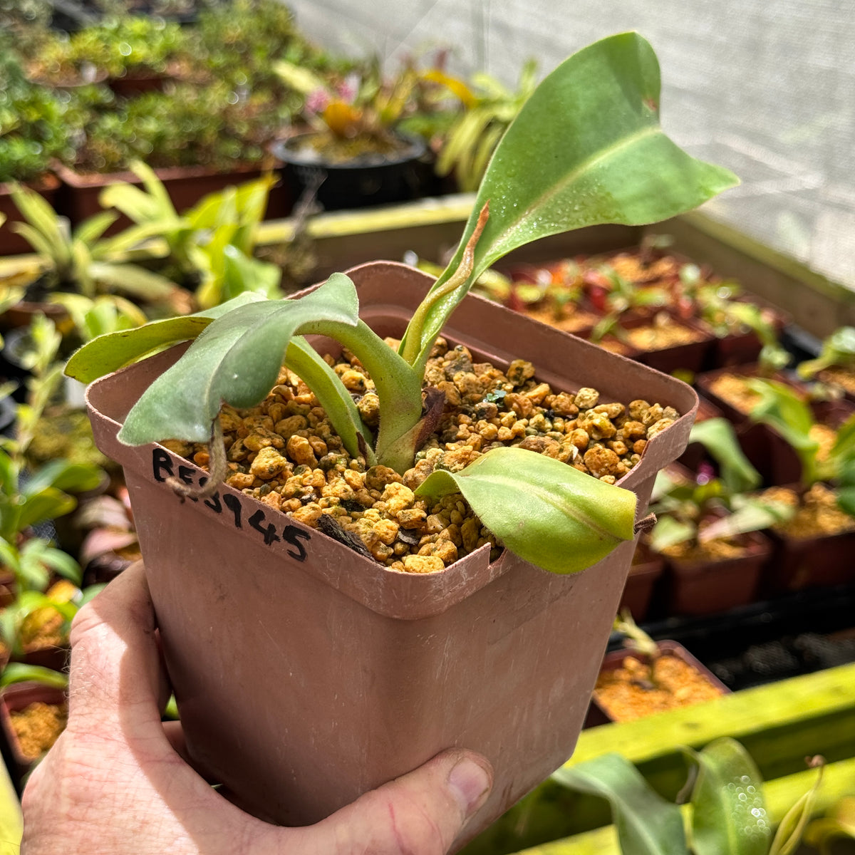 Tropical Pitcher, Nepenthes 'spathulata x platychilla,' BE-3945 by Nepenthes