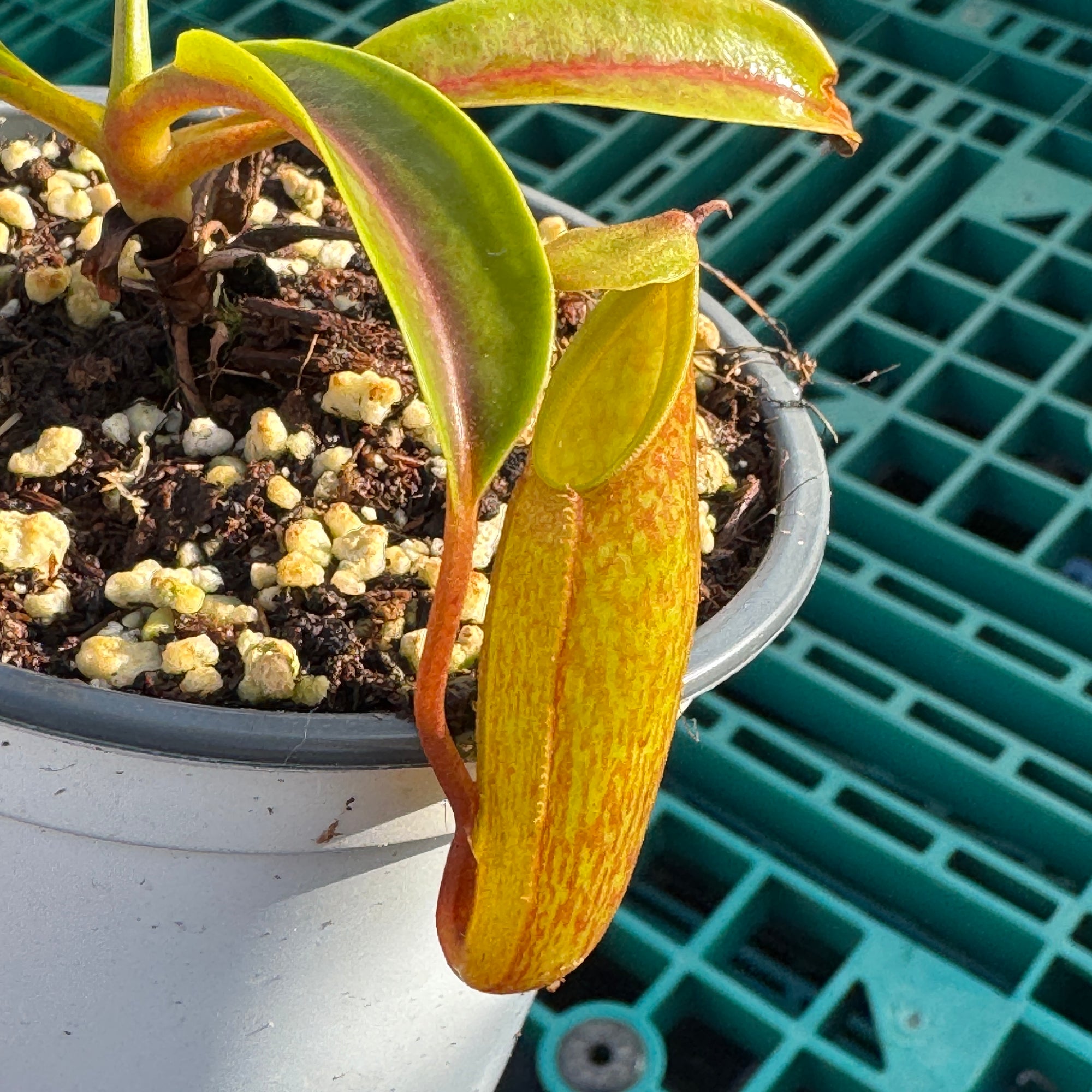 Tropical Pitcher, Nepenthes 'jamban x dubia' Plant Care - Bonsai