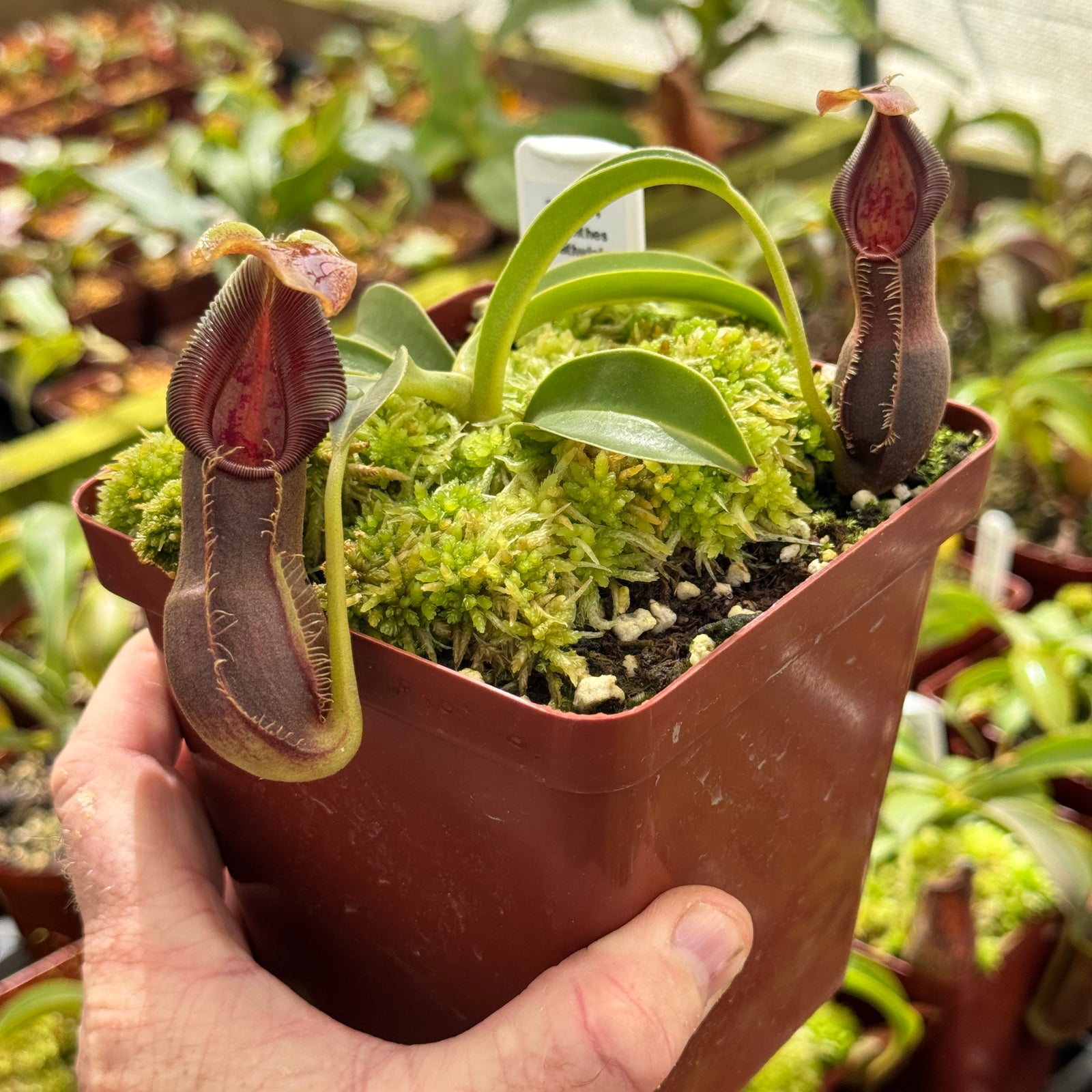 Tropical Pitcher, Nepenthes 'spathulata x singalana,' BE-4004 by Nepenthes