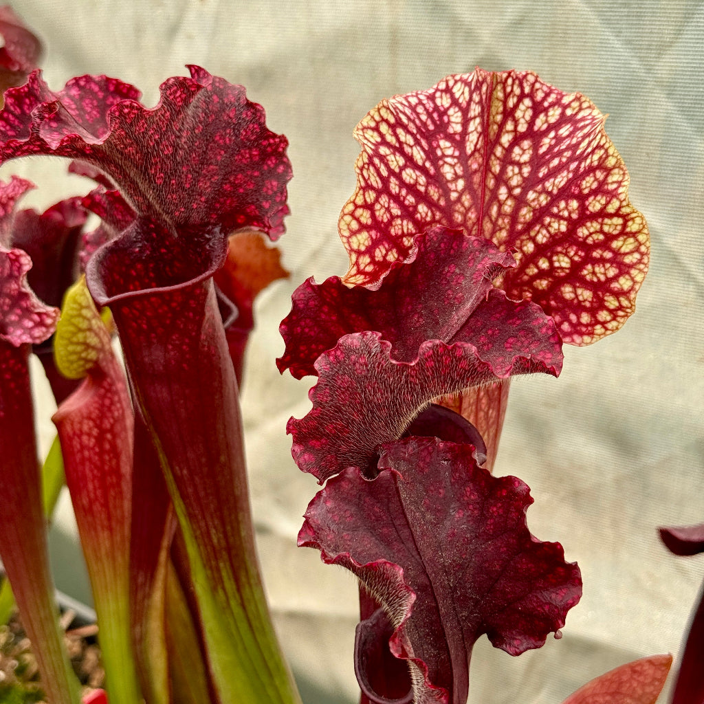 Close-up of red and purple pitcher plants with a blurred background