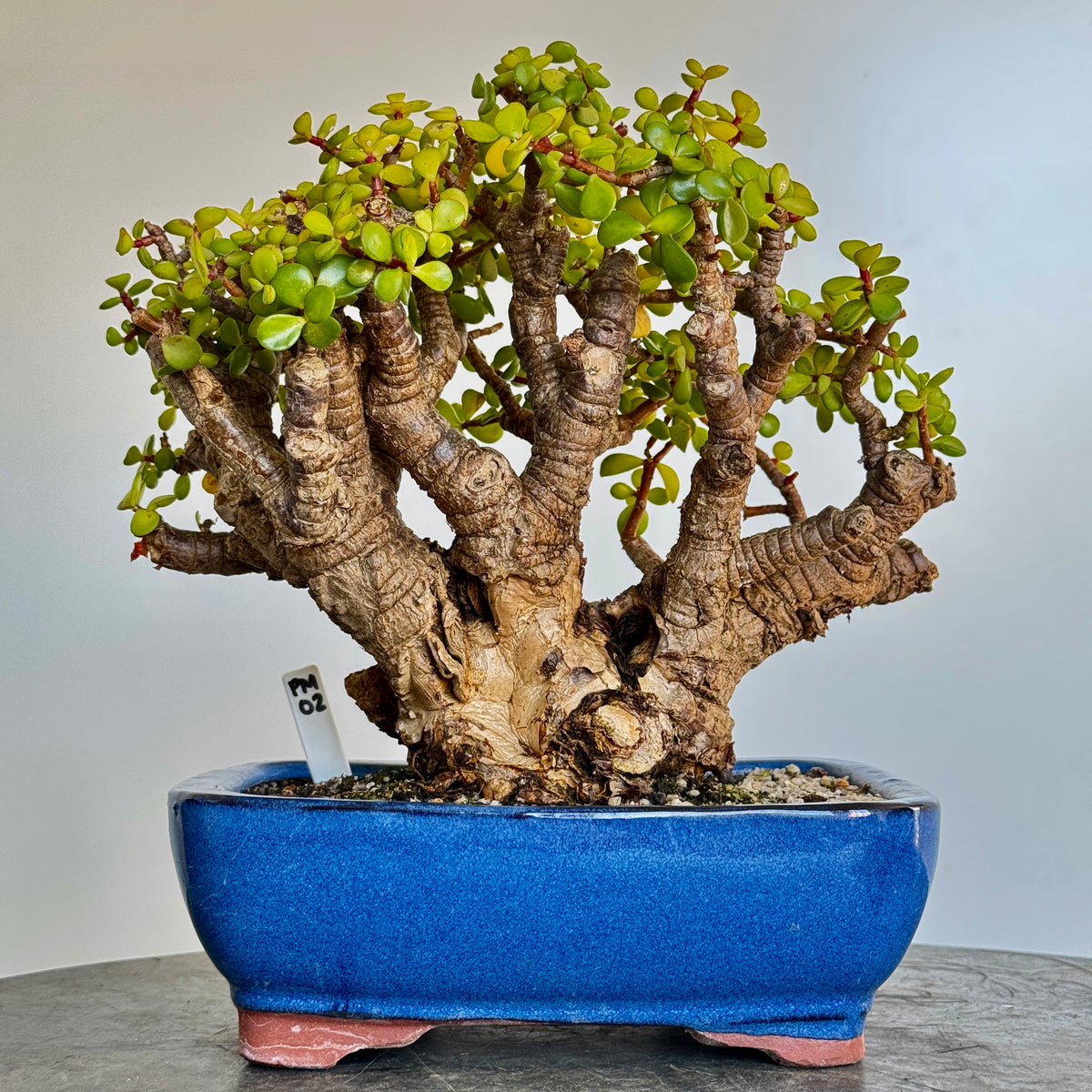 Portulacaria afra "Spekboom" - PM02, 260mm(L) x 200mm(D) x 270mm(H) - Trees