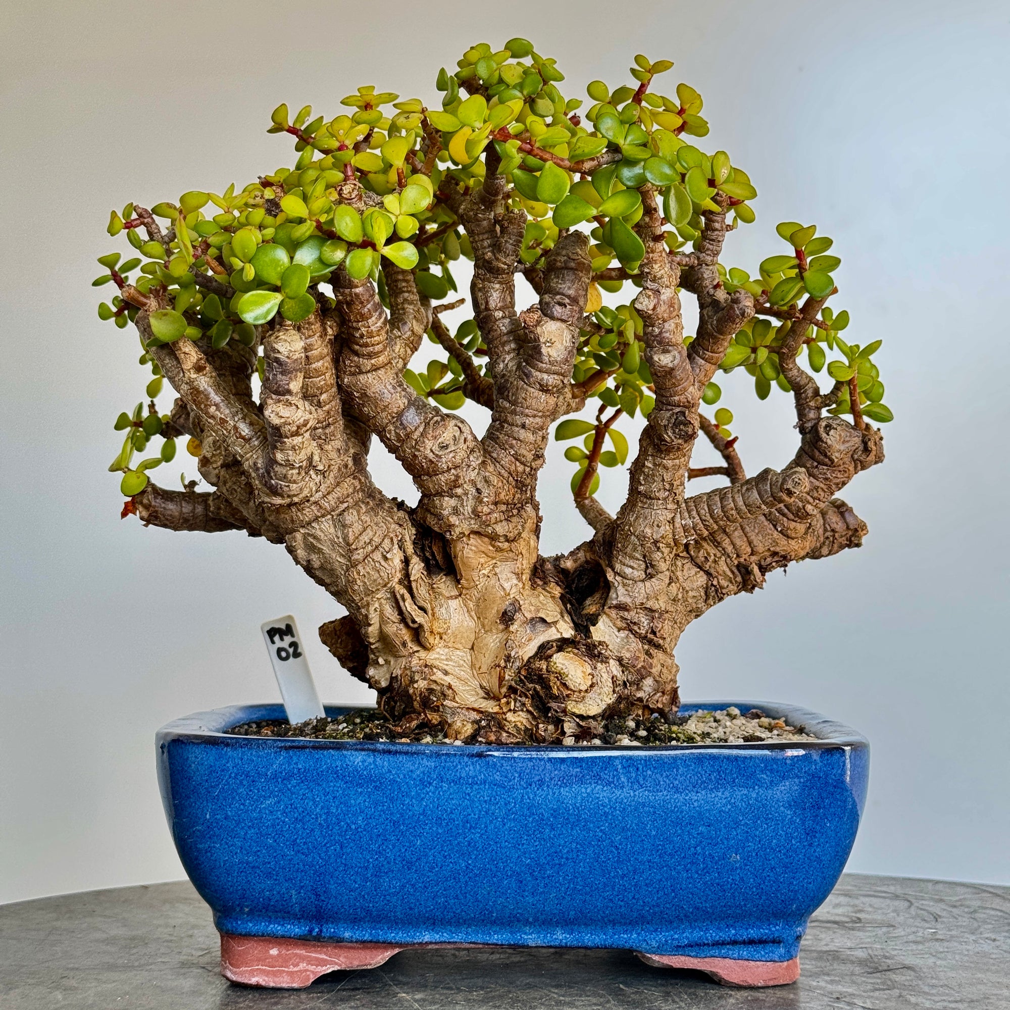 Portulacaria afra "Spekboom" - PM02, 260mm(L) x 200mm(D) x 270mm(H) - Trees