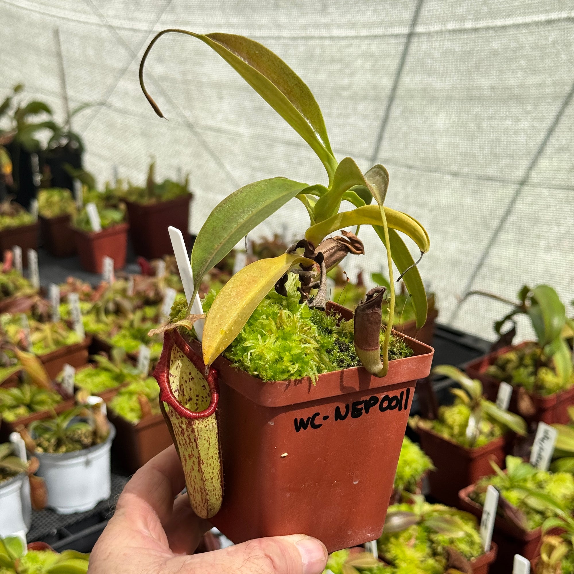 Tropical Pitcher, Nepenthes 'Miranda' - Bonsai Tree (Pty) Ltd.
