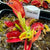 Venus Fly Trap, 'Phalanx.' Special Import. -   - Carnivorous Plant