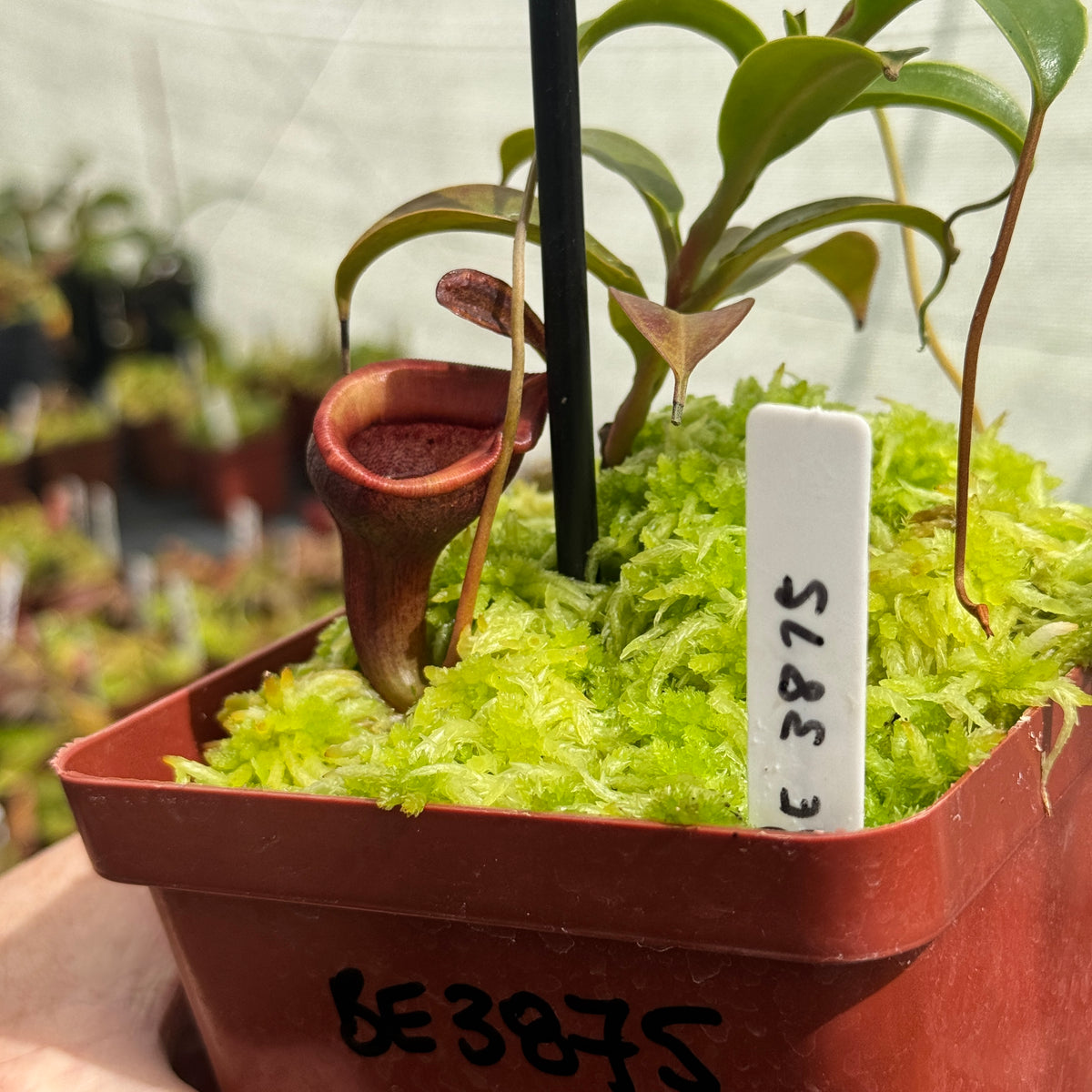 Tropical Pitcher, Nepenthes 'Jamban' by Nepenthes