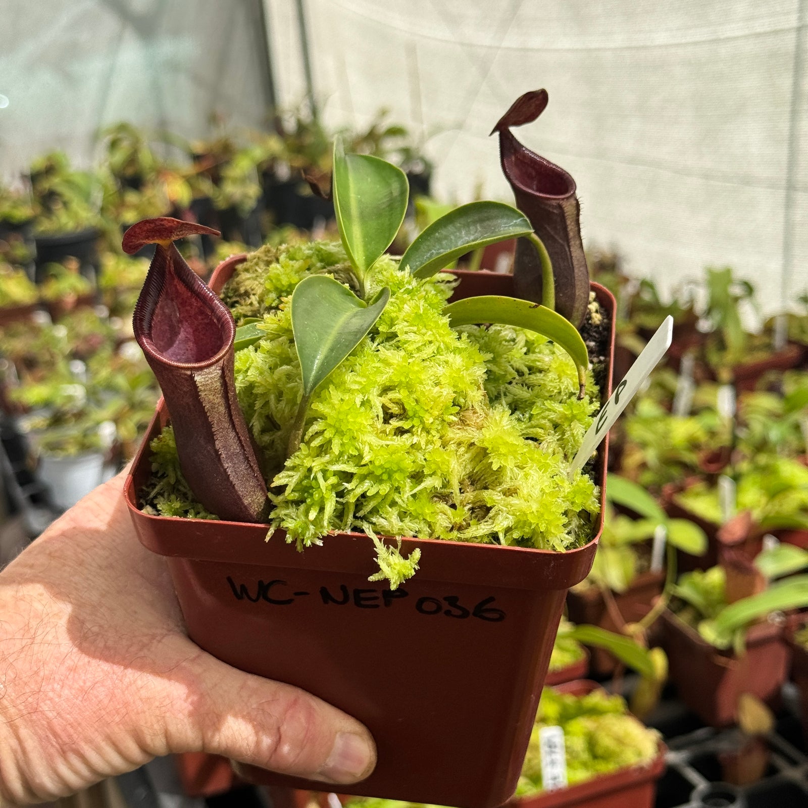 Tropical Pitcher, Nepenthes 'Lowii x Campanulata Red.' by Nepenthes