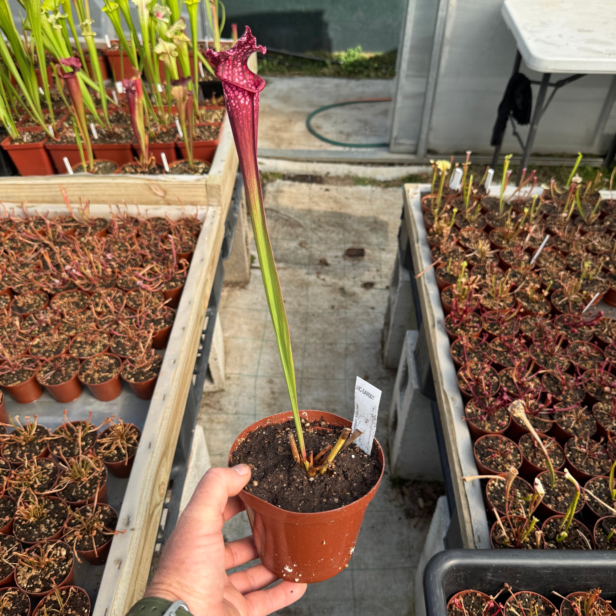 Trumpet Pitcher, Sarracenia 'Bella'