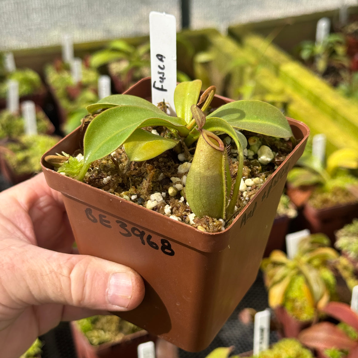 Tropical Pitcher, Nepenthes 'ampularia x fusca,' BE-3968 by Nepenthes