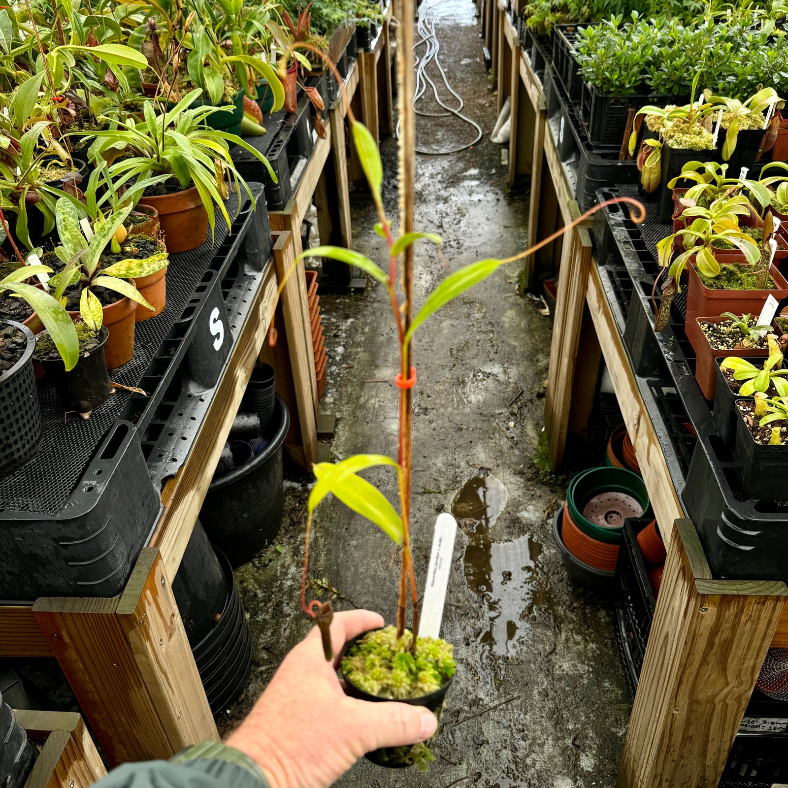 Tropical Pitcher, Nepenthes 'jamban x dubia’ by Nepenthes