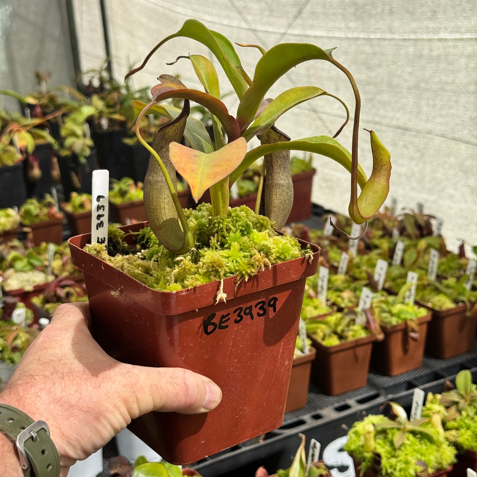Tropical Pitcher, Nepenthes 'Ramispina x Robcantleyi' by Nepenthes