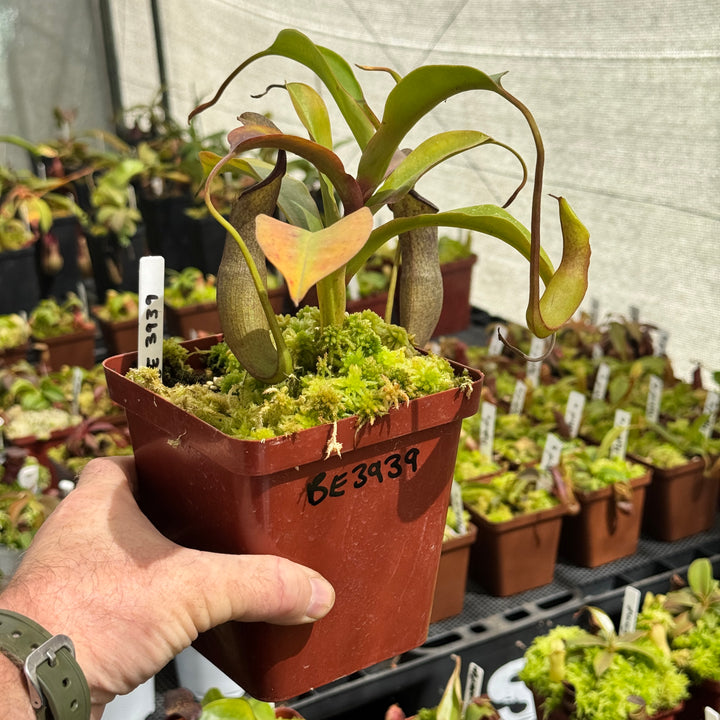 Tropical Pitcher, Nepenthes 'Ramispina x Robcantleyi' by Nepenthes