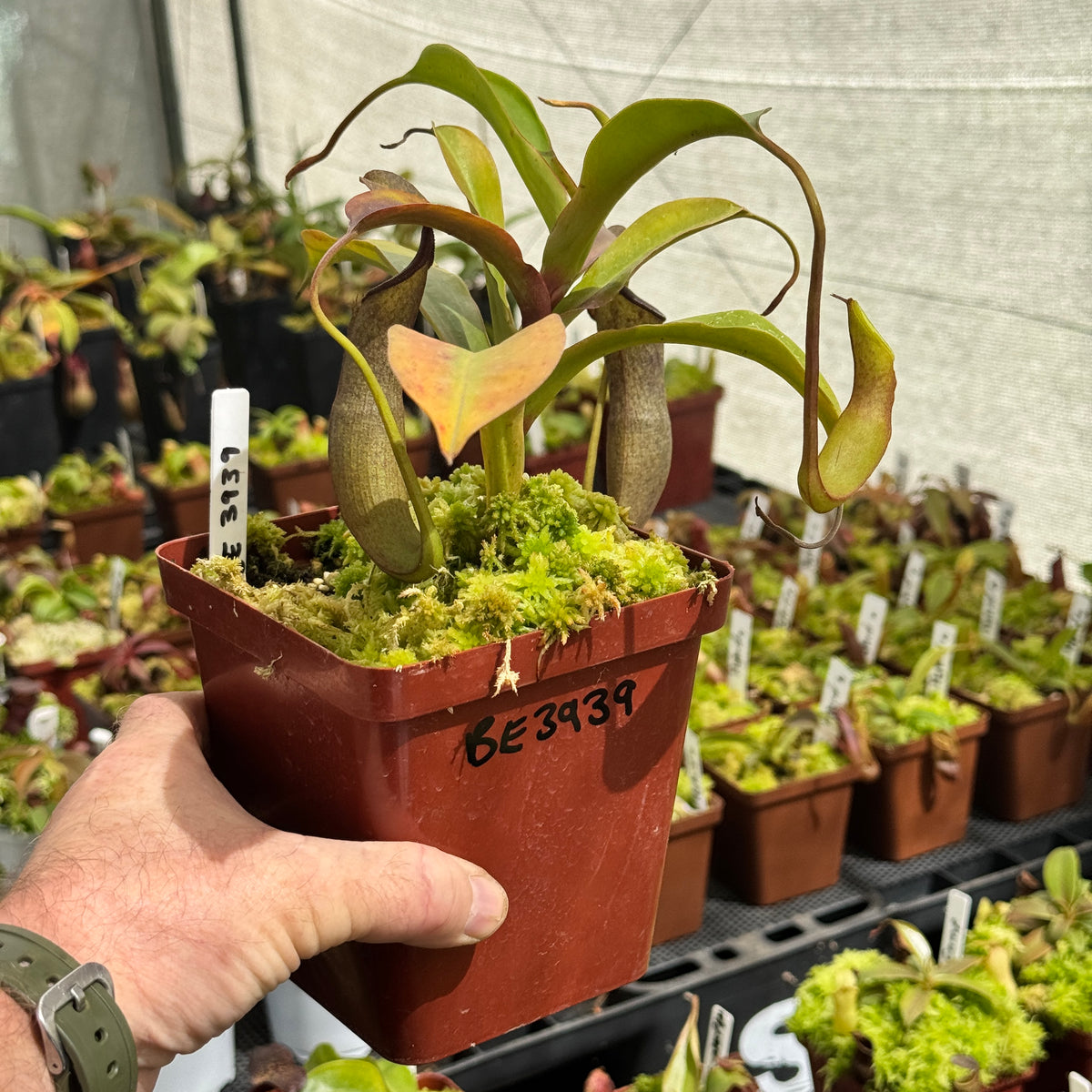 Tropical Pitcher, Nepenthes 'Ramispina x Robcantleyi' by Nepenthes