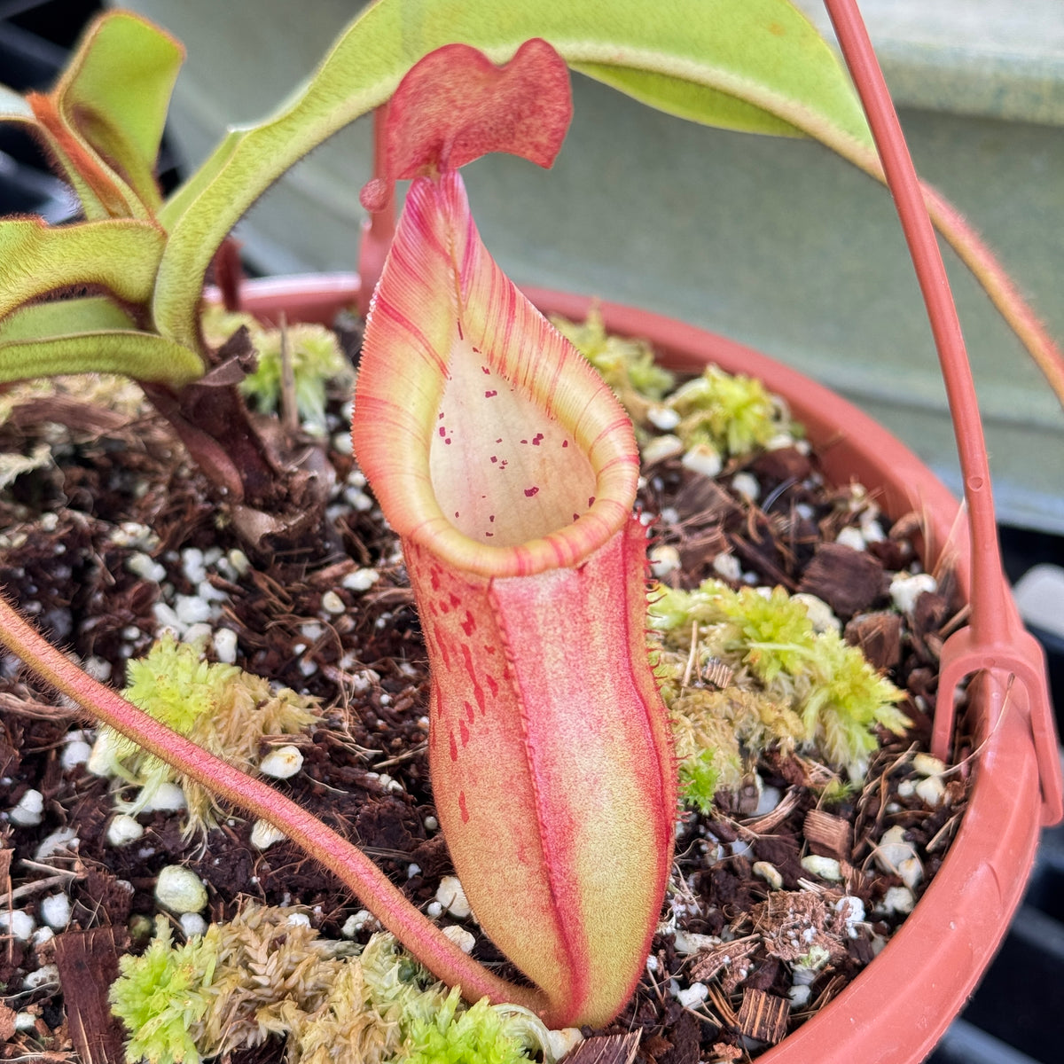 Tropical Pitcher, Nepenthes 'petiolata x veitchii,' BE-3787 by Nepenthes