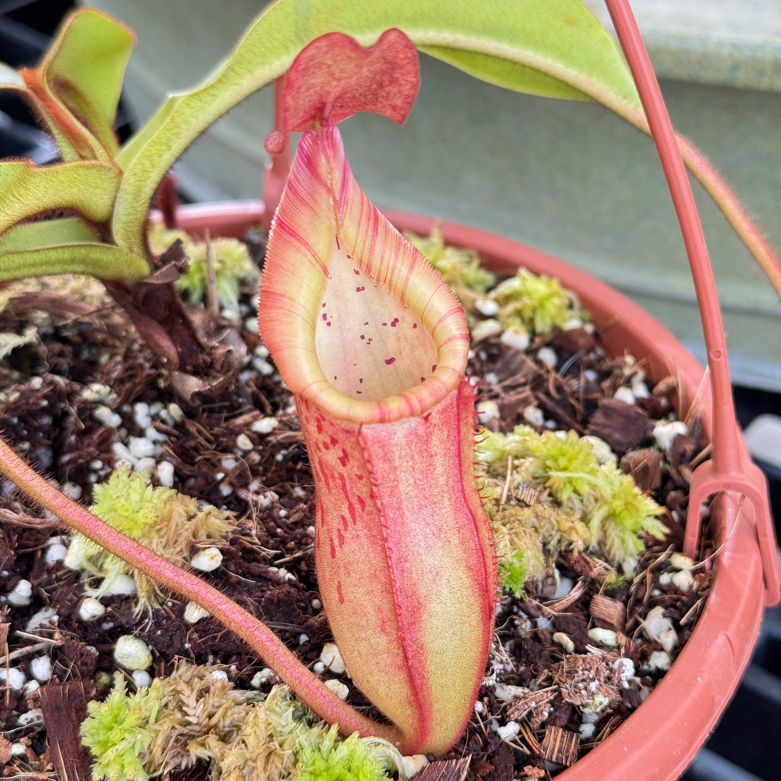 Tropical Pitcher, Nepenthes 'petiolata x veitchii,' BE-3787 by Nepenthes