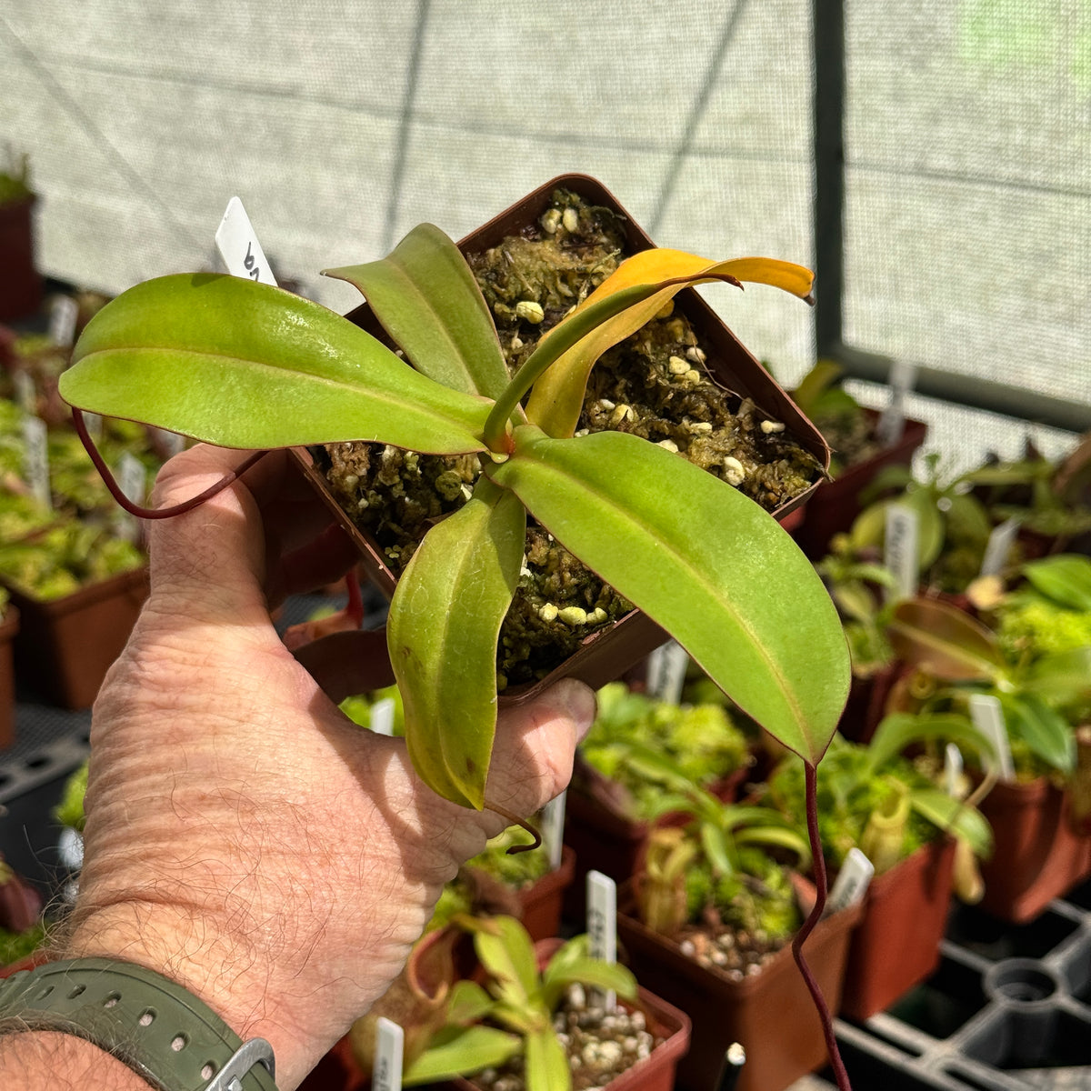 Tropical Pitcher, Nepenthes 'Ventricosa x Sibuyanensis x Flava.' by Nepenthes