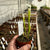 Trumpet Pitcher, Sarracenia 'Alba DFL08.' Special Import. -  Small to Medium plant. 7.5cm plastic container. - Carnivorous Plant