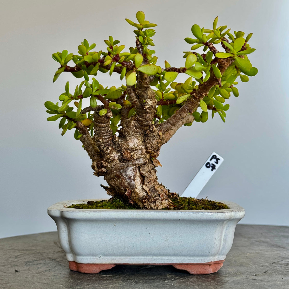Portulacaria afra "Spekboom" - PS07, 170mm(L) x 170mm(D) x 200mm(H) - Trees