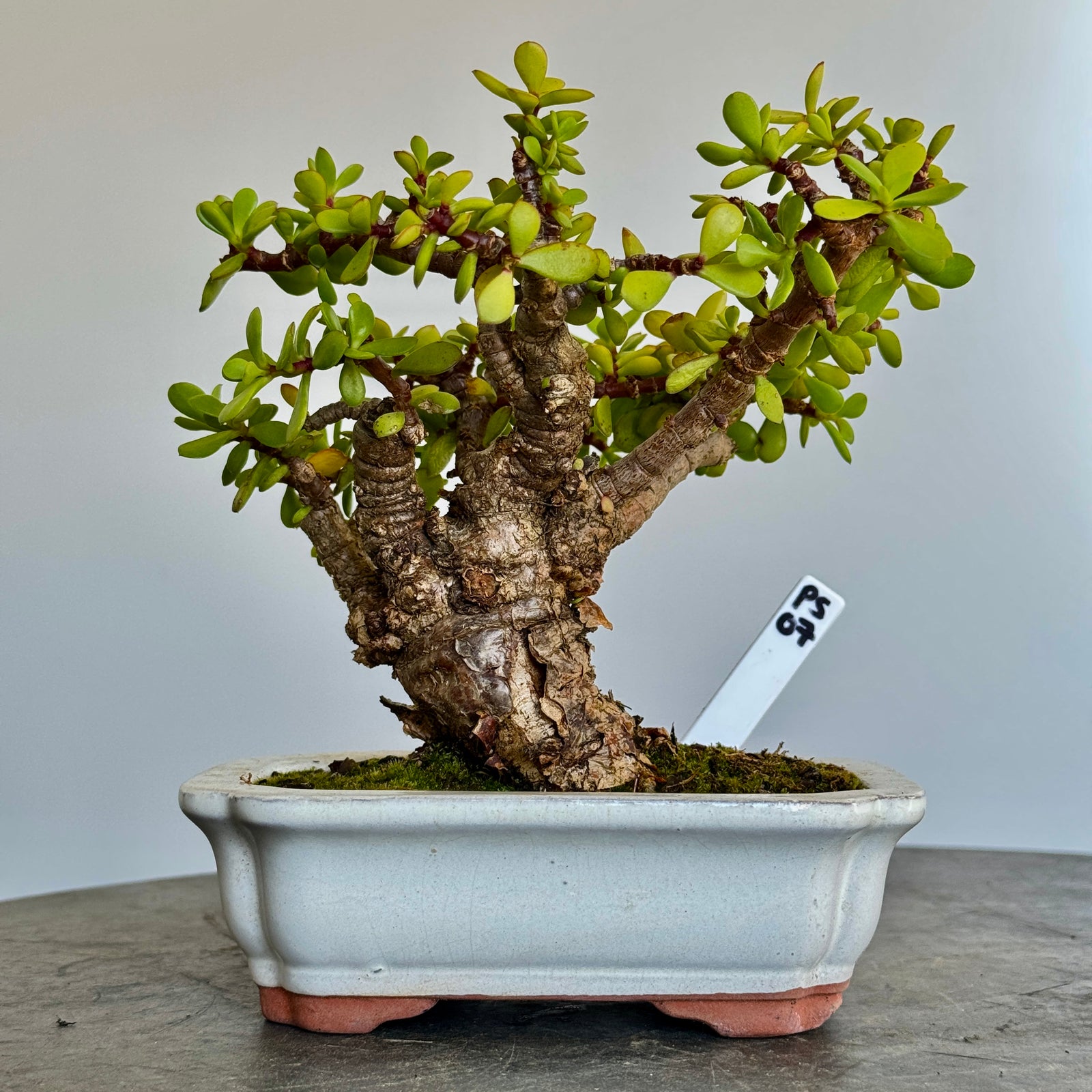 Portulacaria afra "Spekboom" - PS07, 170mm(L) x 170mm(D) x 200mm(H) - Trees