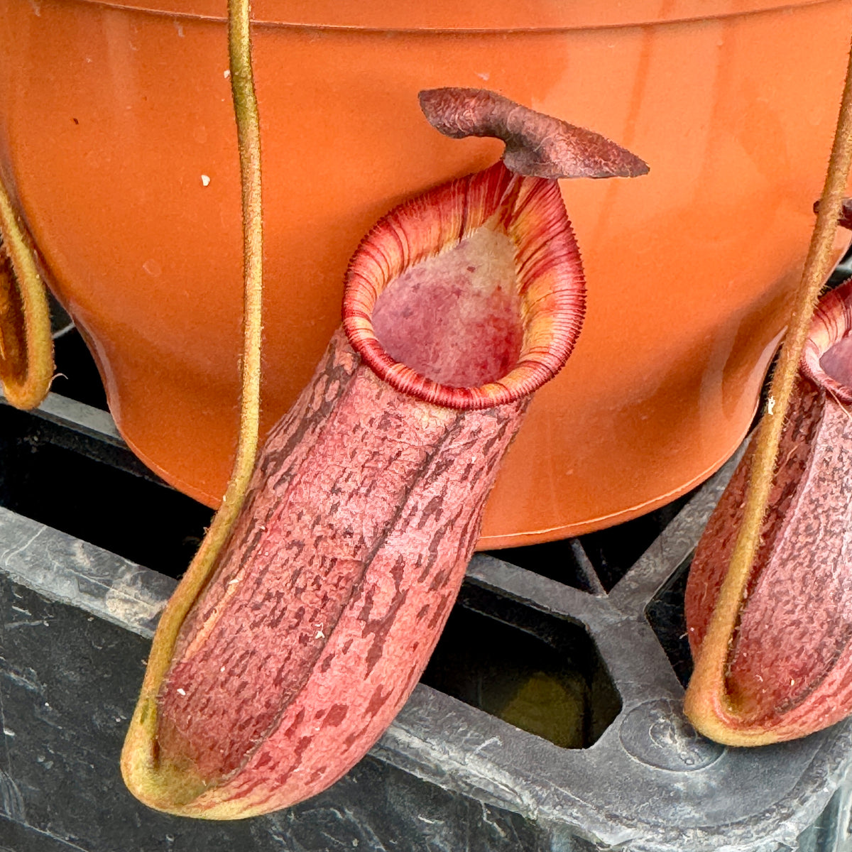 Tropical Pitcher, Nepenthes '(veitchii x lowii x spectabilis,)' BE-3400 by Nepenthes