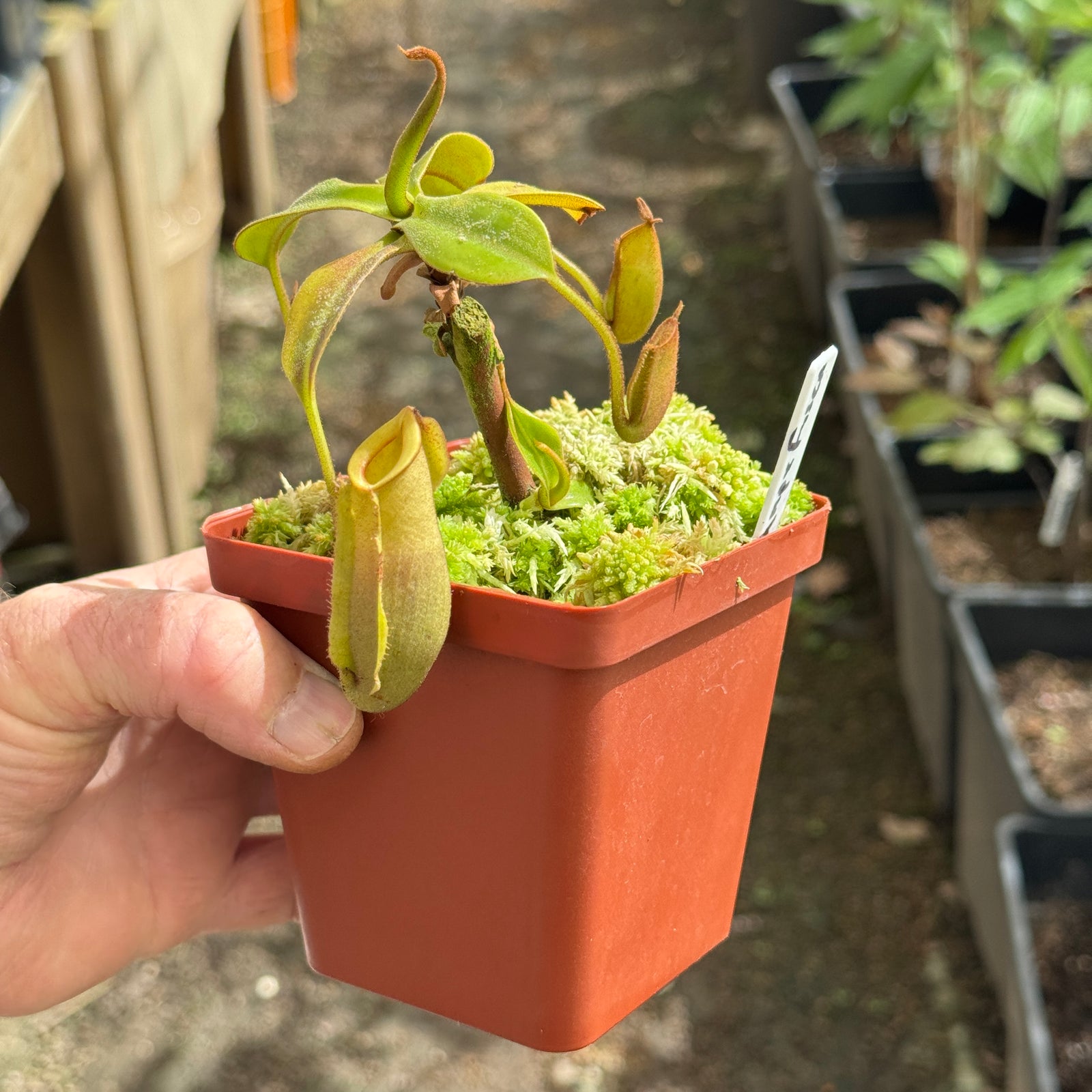 Tropical Pitcher, Nepenthes 'ampularia x fusca,' BE-3968 - - Carnivorous Plant
