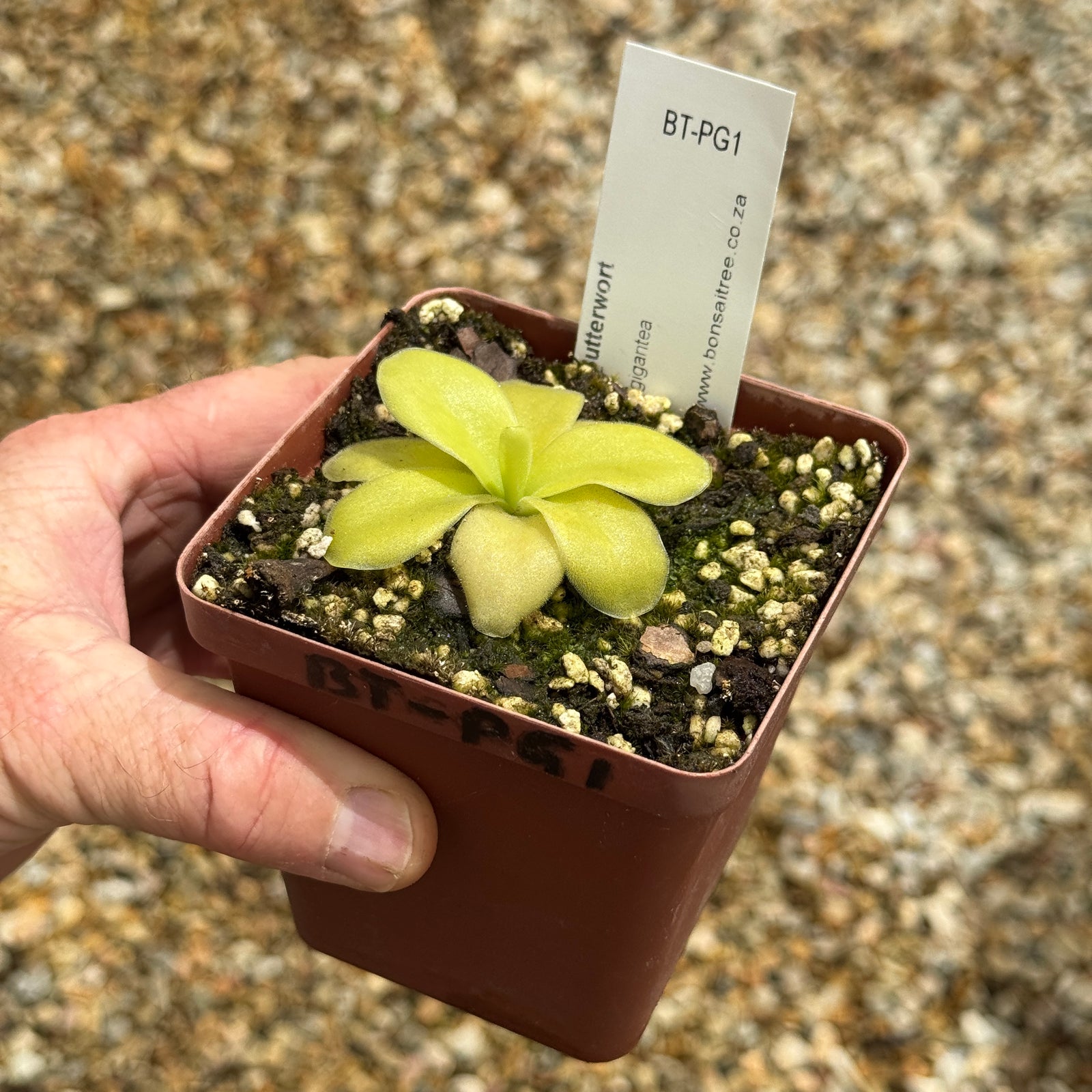 Butterwort, Pinguicula gigantea